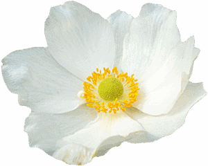 png, clipping, flower, graphics, anemone, png, png, png, png, png